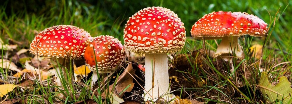 mushrooms: a type of fungi