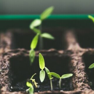 seedlings for an urban garden