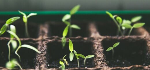 seedlings for an urban garden