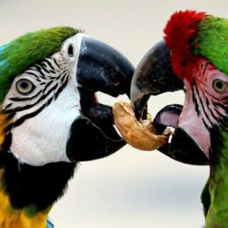 two parrots sharing a treat