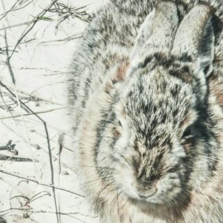 a fluffy bunny out in the winter snow