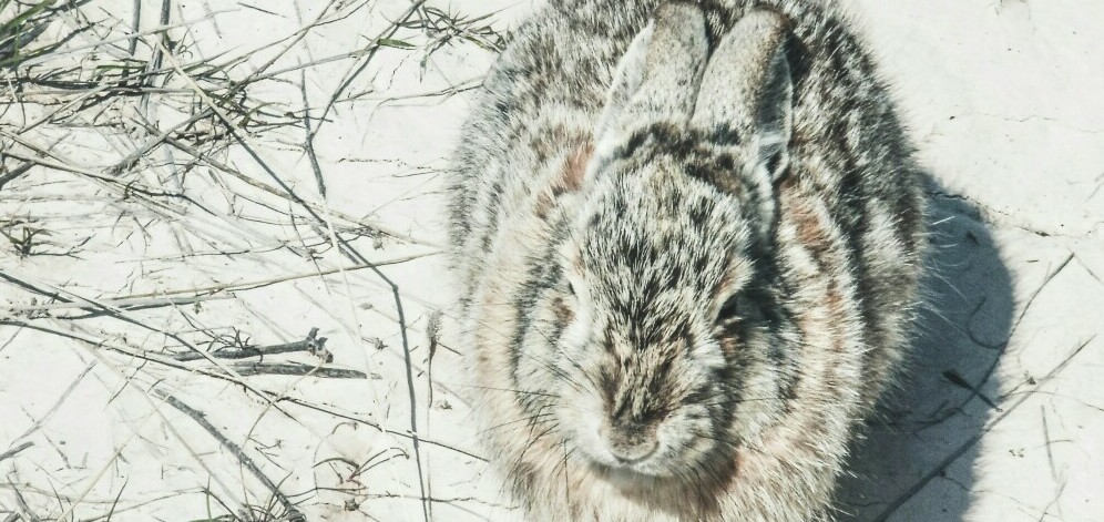 a fluffy bunny out in the snow