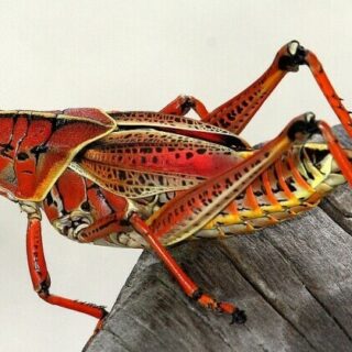 a red grasshopper