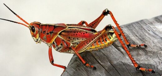a red grasshopper