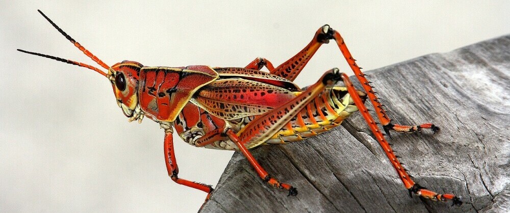 a happy looking grasshopper