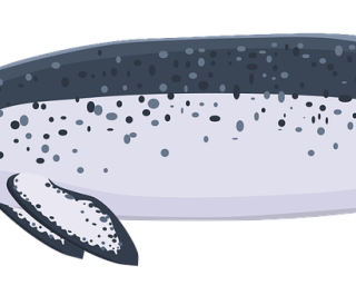 a narwhal