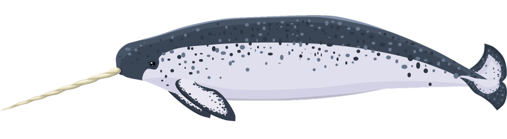 a narwhal image