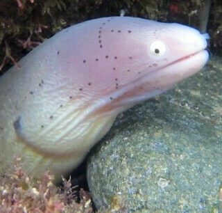 an eel