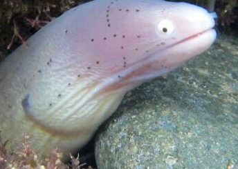 an eel