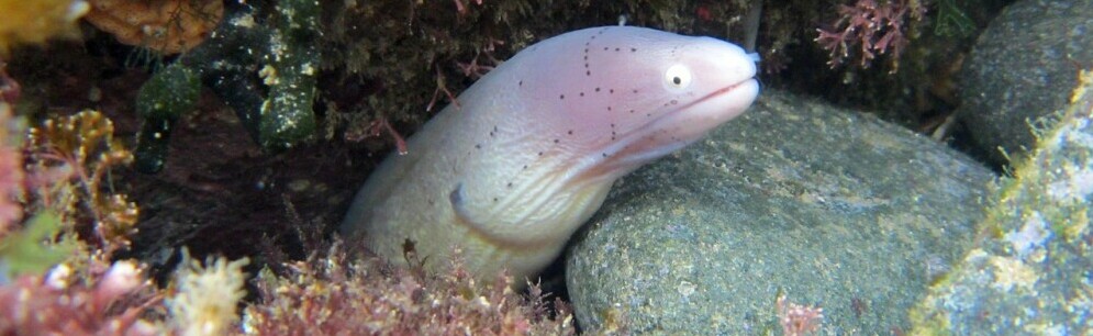an eel