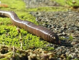 an earth worm on the ground
