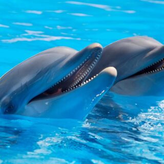 dolphins in the water together