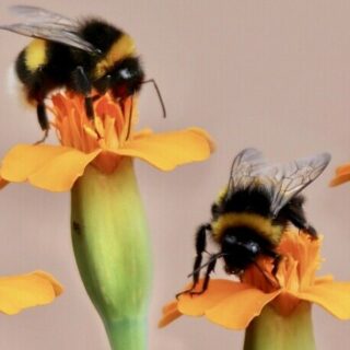 bumble bees feeding