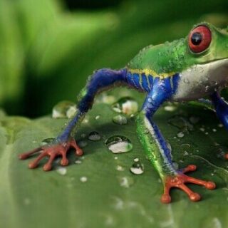 a frog on a leaf