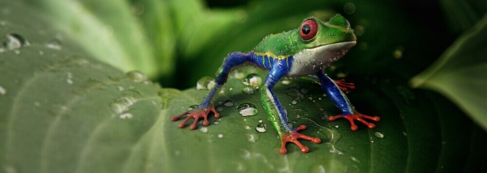 a frog on  a leaf