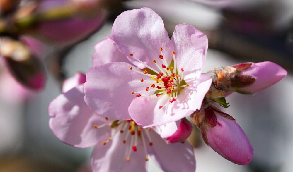 a beautiful almond tree flower