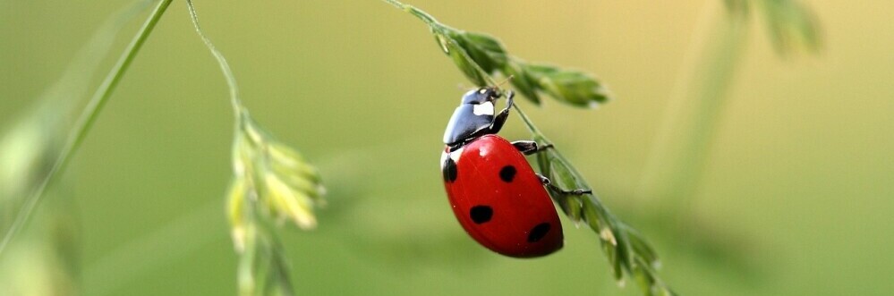 a ladybug