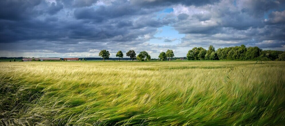 wind and weather in an open field